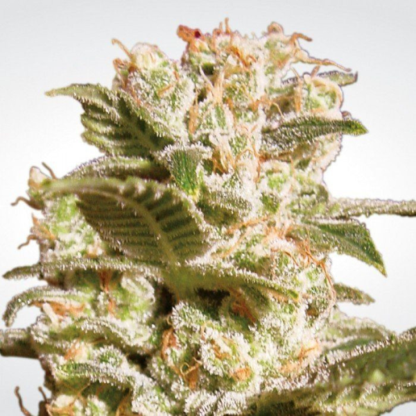 Belladonna - PARADISE SEEDS | TanieSianie.pl