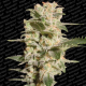 Belladonna - PARADISE SEEDS | TanieSianie.pl