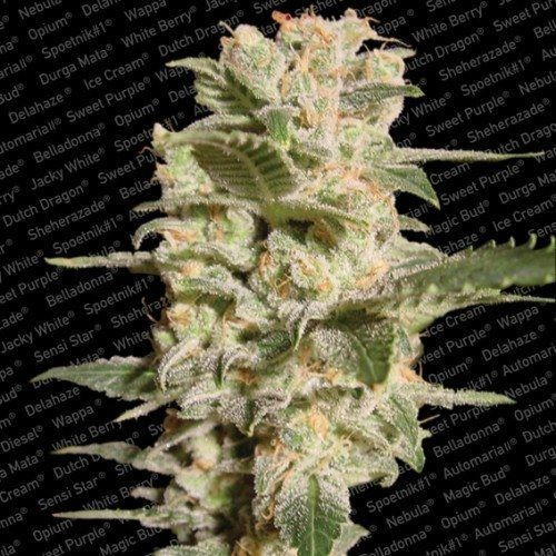 Belladonna - PARADISE SEEDS | TanieSianie.pl