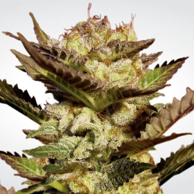 Durga Mata - PARADISE SEEDS | TanieSianie.pl