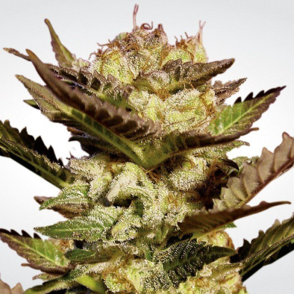 Durga Mata - PARADISE SEEDS | TanieSianie.pl
