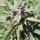Purple Maroc - FEMALE SEEDS | TanieSianie.pl