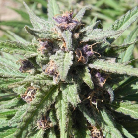 Purple Maroc - FEMALE SEEDS | TanieSianie.pl