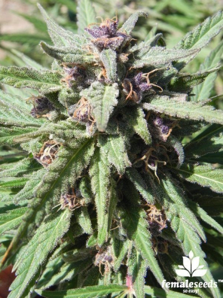 Purple Maroc - FEMALE SEEDS | TanieSianie.pl