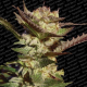 Durga Mata - PARADISE SEEDS | TanieSianie.pl