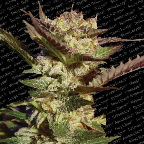 Durga Mata - PARADISE SEEDS | TanieSianie.pl