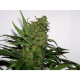 Durga Mata - PARADISE SEEDS | TanieSianie.pl