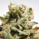 Dutch Dragon - PARADISE SEEDS | TanieSianie.pl