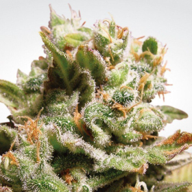 Dutch Dragon - PARADISE SEEDS | TanieSianie.pl