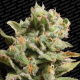 Dutch Dragon - PARADISE SEEDS | TanieSianie.pl