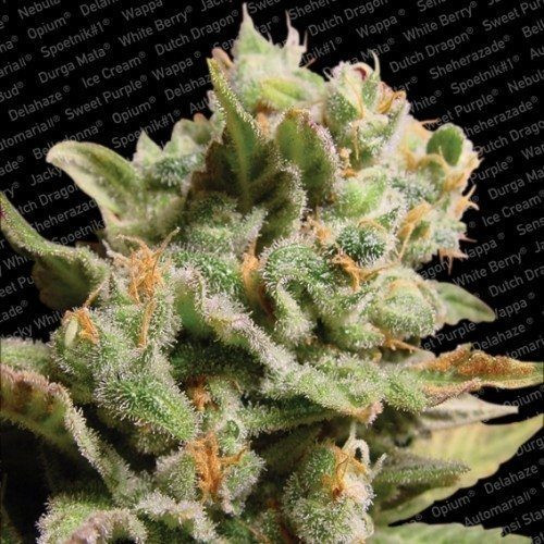 Dutch Dragon - PARADISE SEEDS | TanieSianie.pl
