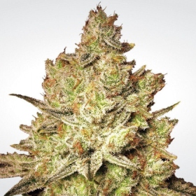 Jacky White - PARADISE SEEDS | TanieSianie.pl