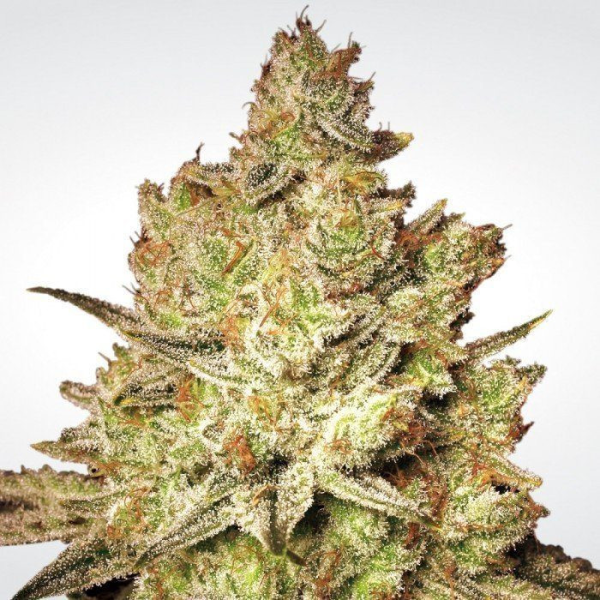 Jacky White - PARADISE SEEDS | TanieSianie.pl