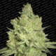 Jacky White - PARADISE SEEDS | TanieSianie.pl
