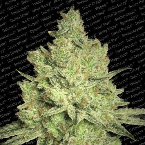 Jacky White - PARADISE SEEDS | TanieSianie.pl