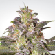 Magic Bud - PARADISE SEEDS | TanieSianie.pl