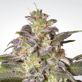 Magic Bud - PARADISE SEEDS | TanieSianie.pl
