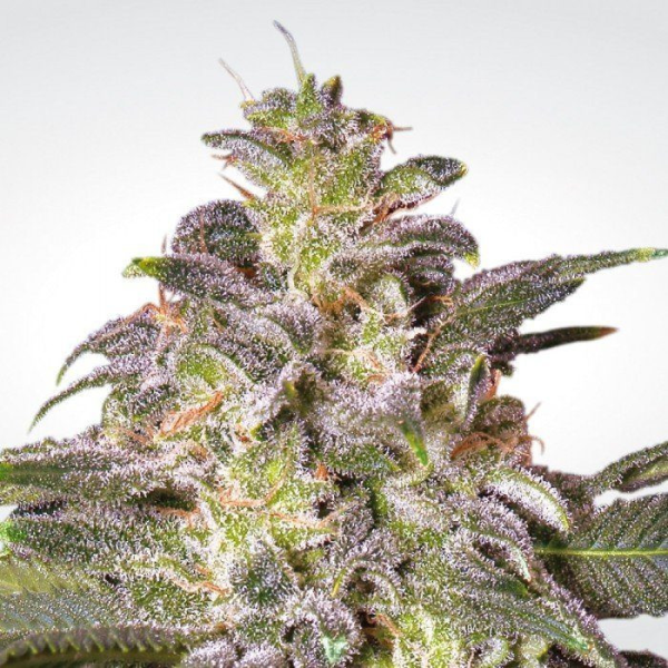 Magic Bud - PARADISE SEEDS | TanieSianie.pl