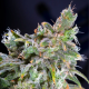 Magic Bud - PARADISE SEEDS | TanieSianie.pl