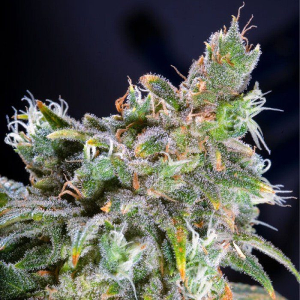 Magic Bud - PARADISE SEEDS | TanieSianie.pl