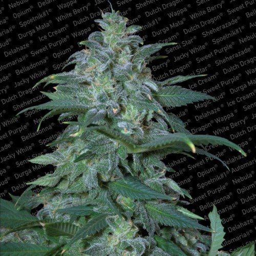Magic Bud - PARADISE SEEDS | TanieSianie.pl