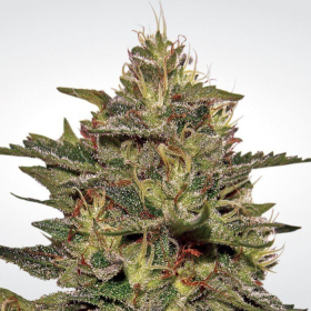 Original Cheese - PARADISE SEEDS | TanieSianie.pl