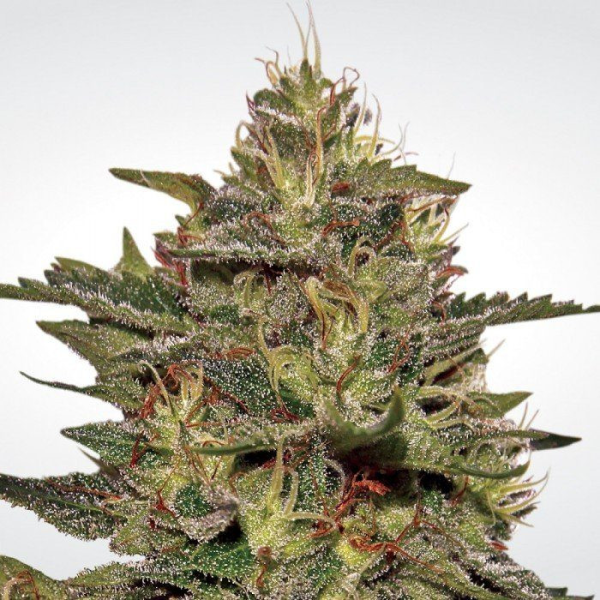 Original Cheese - PARADISE SEEDS | TanieSianie.pl
