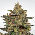 Original Cheese - PARADISE SEEDS