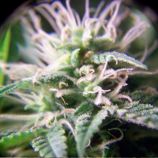 Purple Maroc - FEMALE SEEDS | TanieSianie.pl