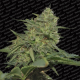 Original Cheese - PARADISE SEEDS | TanieSianie.pl