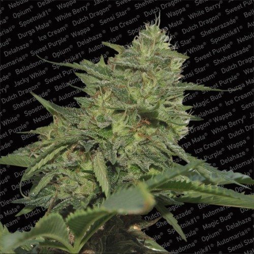 Original Cheese - PARADISE SEEDS | TanieSianie.pl