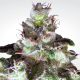 Original White Widow - PARADISE SEEDS | TanieSianie.pl