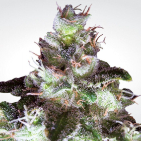 Original White Widow - PARADISE SEEDS | TanieSianie.pl