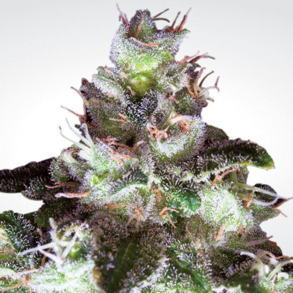 Original White Widow - PARADISE SEEDS | TanieSianie.pl