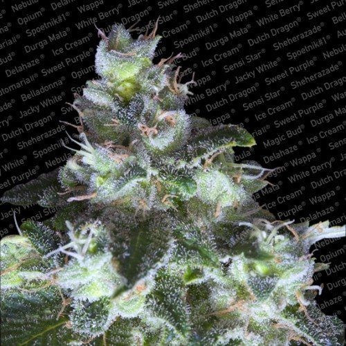Original White Widow - PARADISE SEEDS | TanieSianie.pl