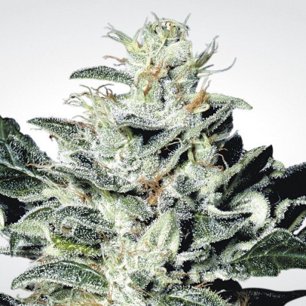 Sensi Star - PARADISE SEEDS | TanieSianie.pl