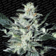 Sensi Star - PARADISE SEEDS | TanieSianie.pl