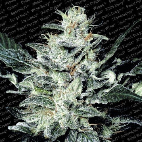 Sensi Star - PARADISE SEEDS | TanieSianie.pl