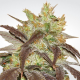 Spoetnik #1 - PARADISE SEEDS | TanieSianie.pl