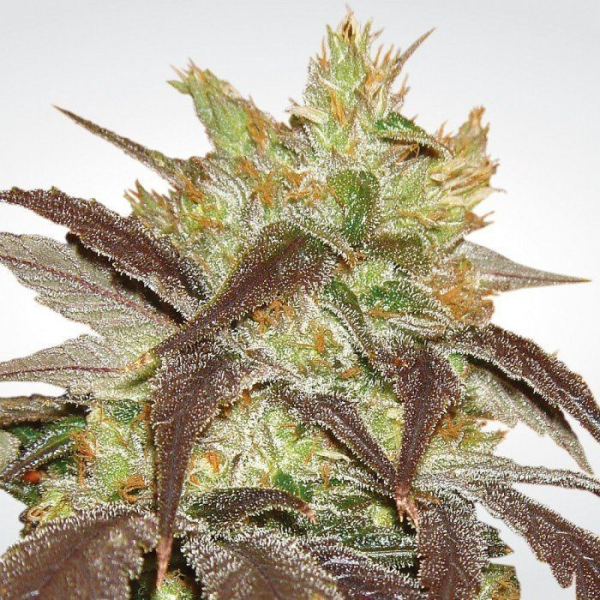 Spoetnik #1 - PARADISE SEEDS | TanieSianie.pl