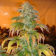 Spoetnik #1 - PARADISE SEEDS | TanieSianie.pl