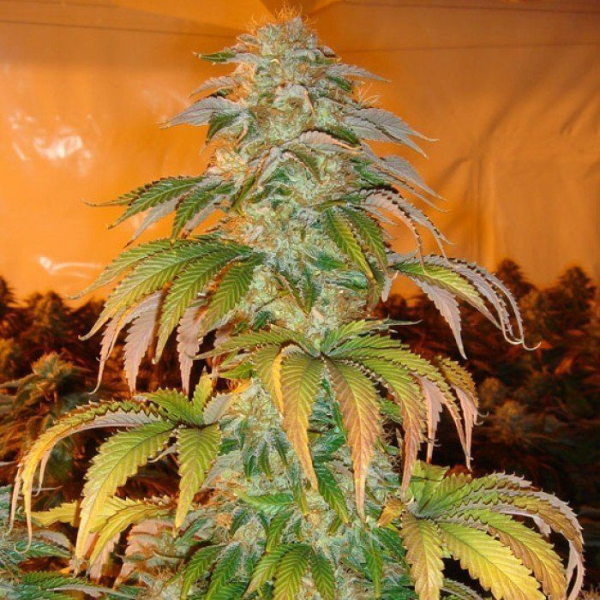 Spoetnik #1 - PARADISE SEEDS | TanieSianie.pl