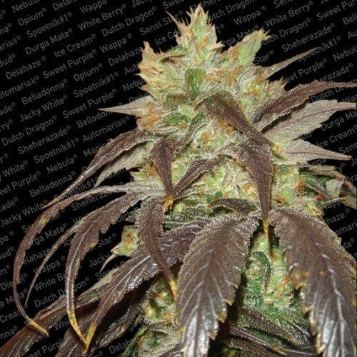 Spoetnik #1 - PARADISE SEEDS | TanieSianie.pl