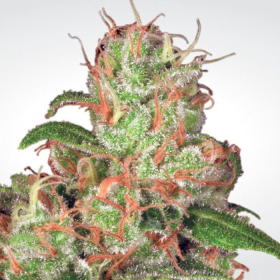 Auto Acid - PARADISE SEEDS | TanieSianie.pl