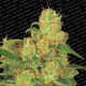 Auto Acid - PARADISE SEEDS | TanieSianie.pl