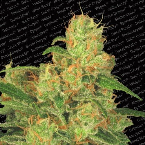 Auto Acid - PARADISE SEEDS | TanieSianie.pl