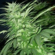 Purple Maroc - FEMALE SEEDS | TanieSianie.pl