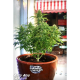 Auto Acid - PARADISE SEEDS | TanieSianie.pl