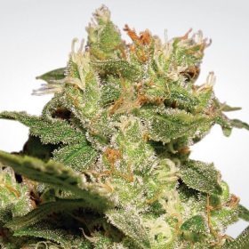 Auto Jack - PARADISE SEEDS | TanieSianie.pl