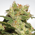 Auto Jack - PARADISE SEEDS